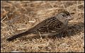 _8SB9558 golden-crowned sparrow